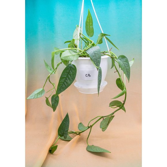 Cebu Blue Pothos 4.5" US Seller Potted RARE - Picture 1 of 1